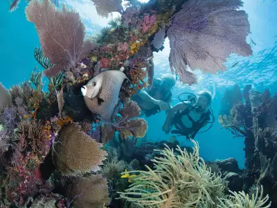 The Florida Keys | Scuba diving in Key Largo