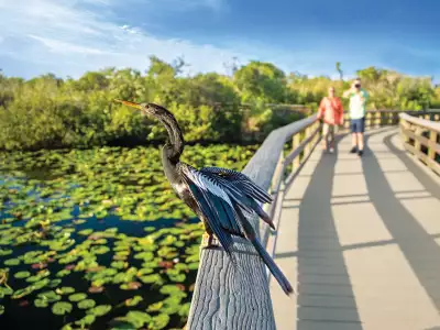 The Florida Keys | Birding photography in Key Largo