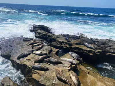 Seals sunbathing in La Jolla
