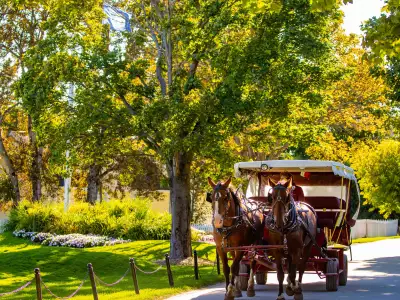 Mackinac Island | A horse and carriage walking by trees on Mackinac Island