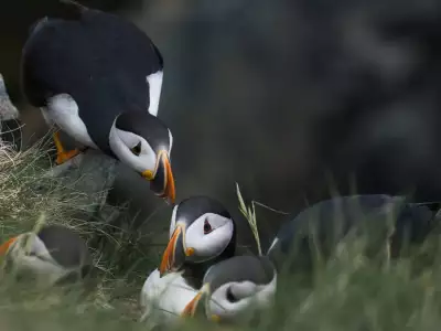 Newfoundland travel | Puffins in Newfoundland and Labrador