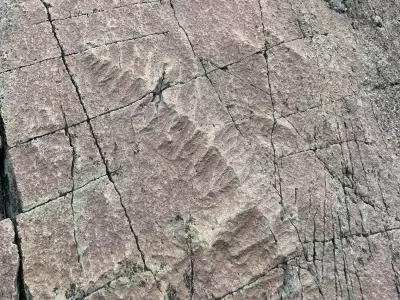 Newfoundland travel | Detailed fossils in the rock at Mistaken Point in Newfoundland and Labrador