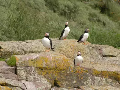 Newfoundland travel | Puffins perched on a rock in Newfoundland and Labrador