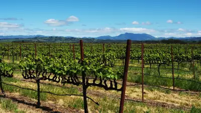 California vineyard