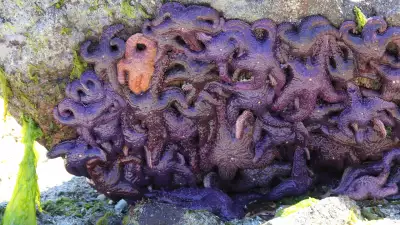 Starfish in B.C.