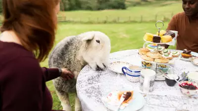 Airbnb Animal Experiences
