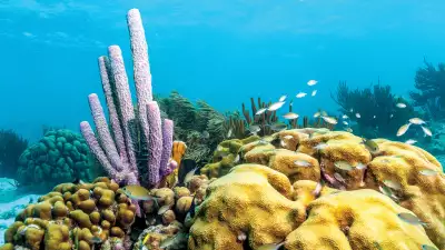 Bonaire