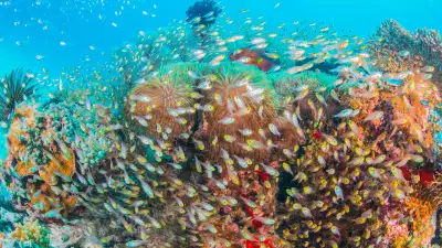 The best snorkel spots around the world
