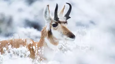 Yellowstone National Park
