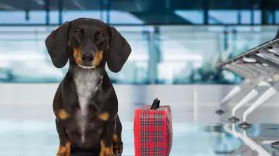 CarePod and Delta Air Lines pet travel carrier