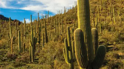 Arizona-Sonora Desert Museum