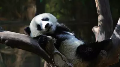 Panda San Diego Zoo