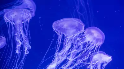jellyfish Vancouver Aquarium