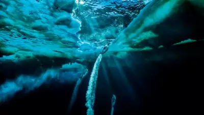 Emperor penguins in the Ross Sea, Antarctica