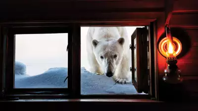 Polar bear