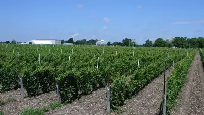 Best Prince Edward Wineries | Rosehall Run Vineyards