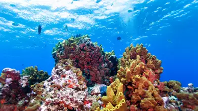 The best Caribbean islands to visit | Saba is known for its excellent snorkelling