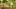 Best Prince Edward Wineries | Grapes at Traynor Family Vineyards