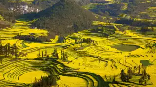 canola fields Yunnan, China