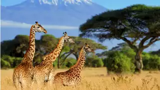 Kenya Kenya