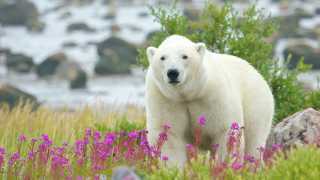 See polar bears in Churchill
