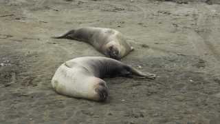 Seals on Drakes Beach, California