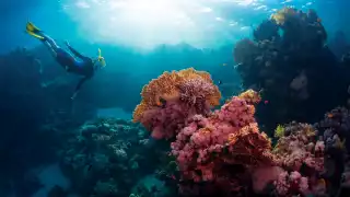 Saba