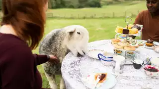 Airbnb Animal Experiences