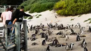 Airbnb Animal Experiences