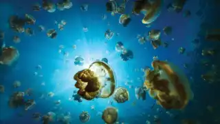 Jellyfish Lake, Palau Jellyfish Lake, Palau