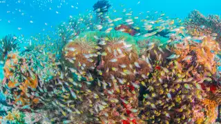 The best snorkel spots around the world