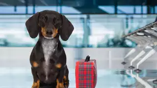 CarePod and Delta Air Lines pet travel carrier