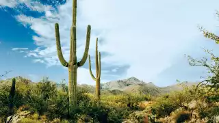 Tucson, Arizona, a UNESCO City of Gastronomy