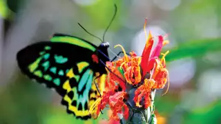 Butterfly Conservatory, Niagara Falls