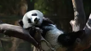 Panda San Diego Zoo