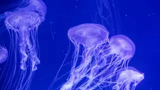 jellyfish Vancouver Aquarium