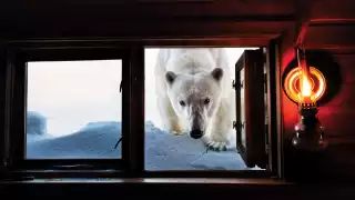 Polar bear Polar bear