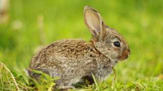 Easter Bunny repatriates German tourists stranded abroad