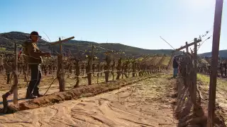Valle de Guadalupe, Mexico Valle de Guadalupe, Mexico