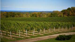 Ontario vacations | a vineyard in Niagara