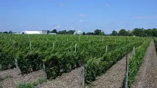Best Prince Edward Wineries | Rosehall Run Vineyards