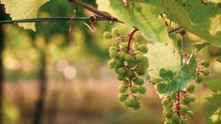 Best Prince Edward Wineries | Grapes at Traynor Family Vineyards