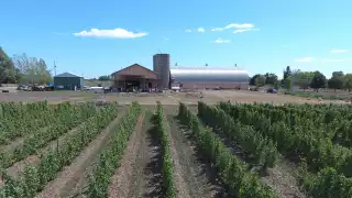 Best Prince Edward Wineries | Hinterland vineyards