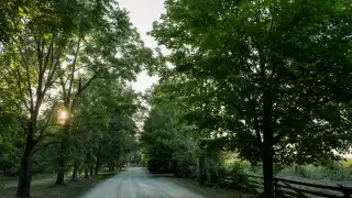 Best Prince Edward Wineries | Trees at Grange of Prince Edward County