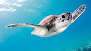 Gifts to cure your wanderlust | Adopt a sea turtle