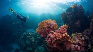 The best Caribbean islands to visit | Snorkelling in Saba