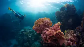The best Caribbean islands to visit | Snorkelling in Saba