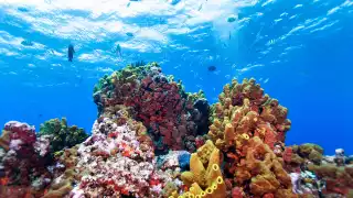 The best Caribbean islands to visit | Saba is known for its excellent snorkelling