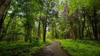 Rouge National Urban Park | Forest trail at Rouge National Urban Park