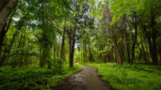 Rouge National Urban Park | Forest trail at Rouge National Urban Park